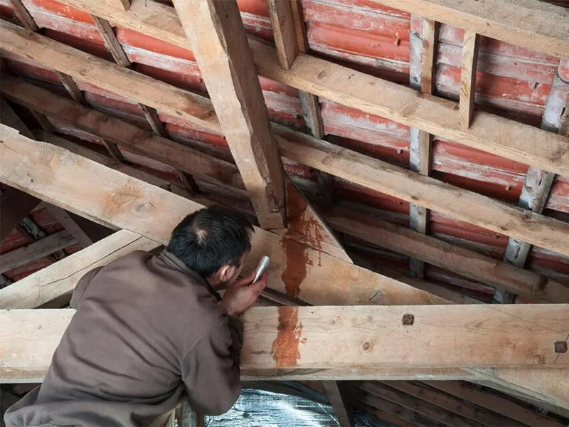 Inspector checking a water trail running down an attic rafter under a tile roof